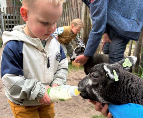 lammetjes op bezoek